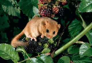 hazel dormouse