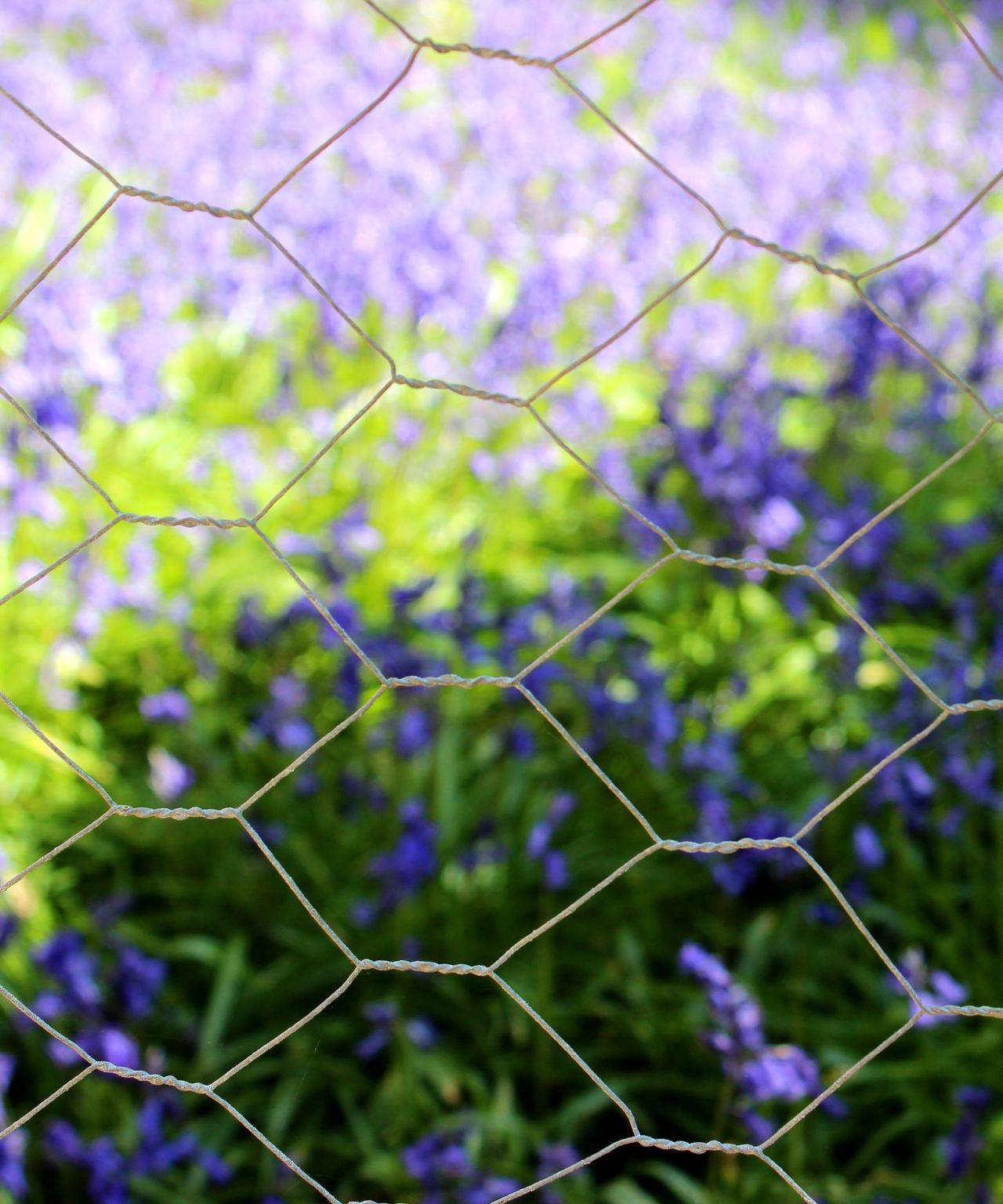 Garden experts use chicken wire to stop animals from digging up bulbs Gardeningetc