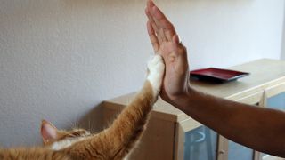 Cat doing high five