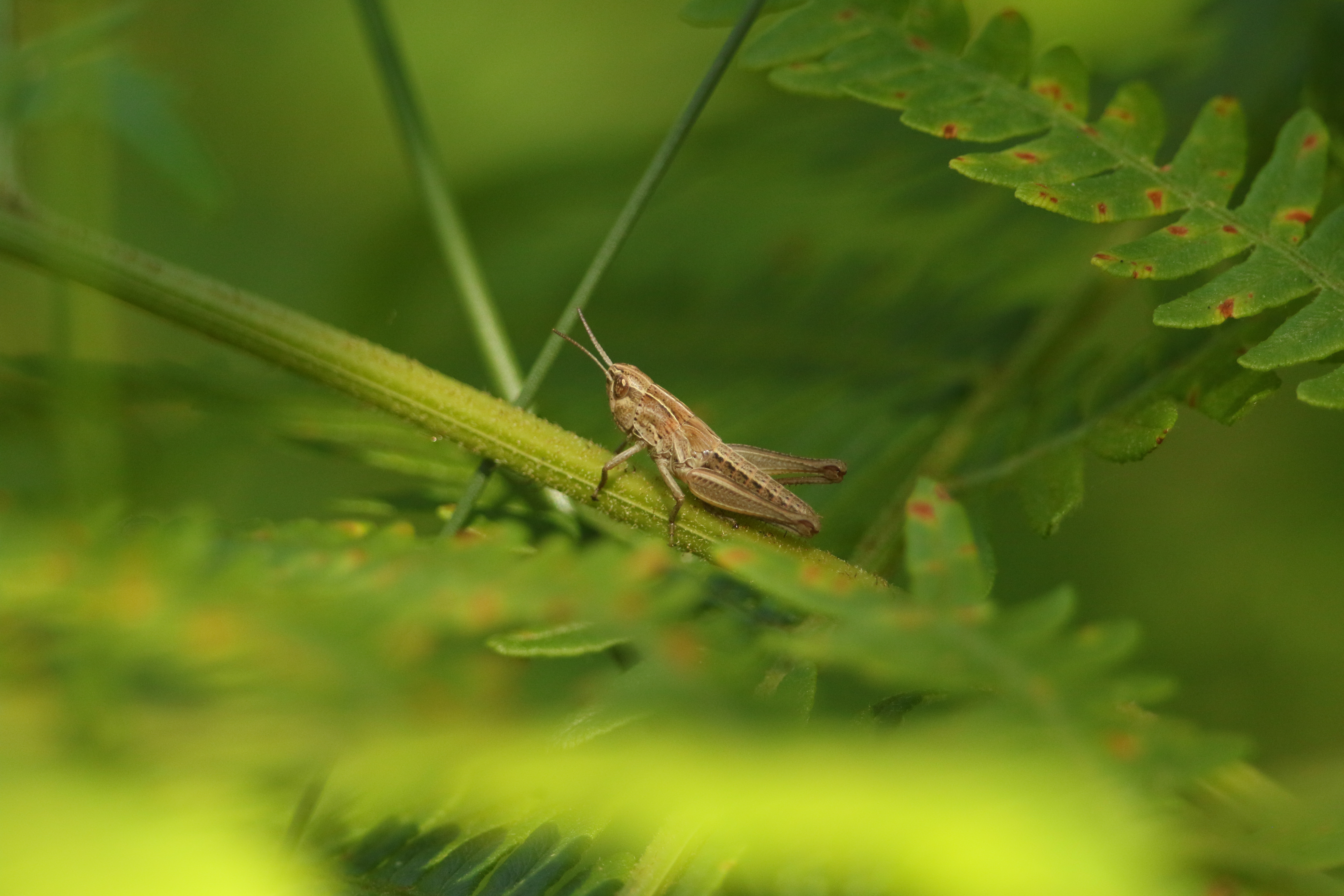 A pretty Meadow Grasshopper (Chorthippus parallelus) perching on a twig