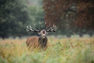 A red deer stag calling in the rain, Richmond Park, London.