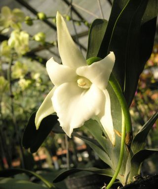 Angraecum sesquipedale Star of Bethlehem orchid