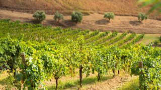 Garganega vineyard