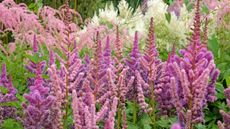 Pink and purple astilbe blooms in a garden border