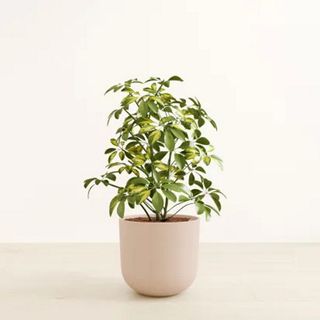 easyplant.com umbrella plant