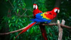 Two scarlet macaws are perched on a branch (they are red, yellow, and blue in color, with long tail feathers). In the background there are lots of dark green tree leaves.