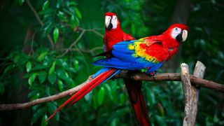 Two scarlet macaws are perched on a branch (they are red, yellow, and blue in color, with long tail feathers). In the background there are lots of dark green tree leaves.