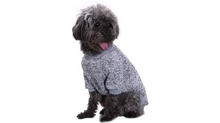 Dog in dog clothing