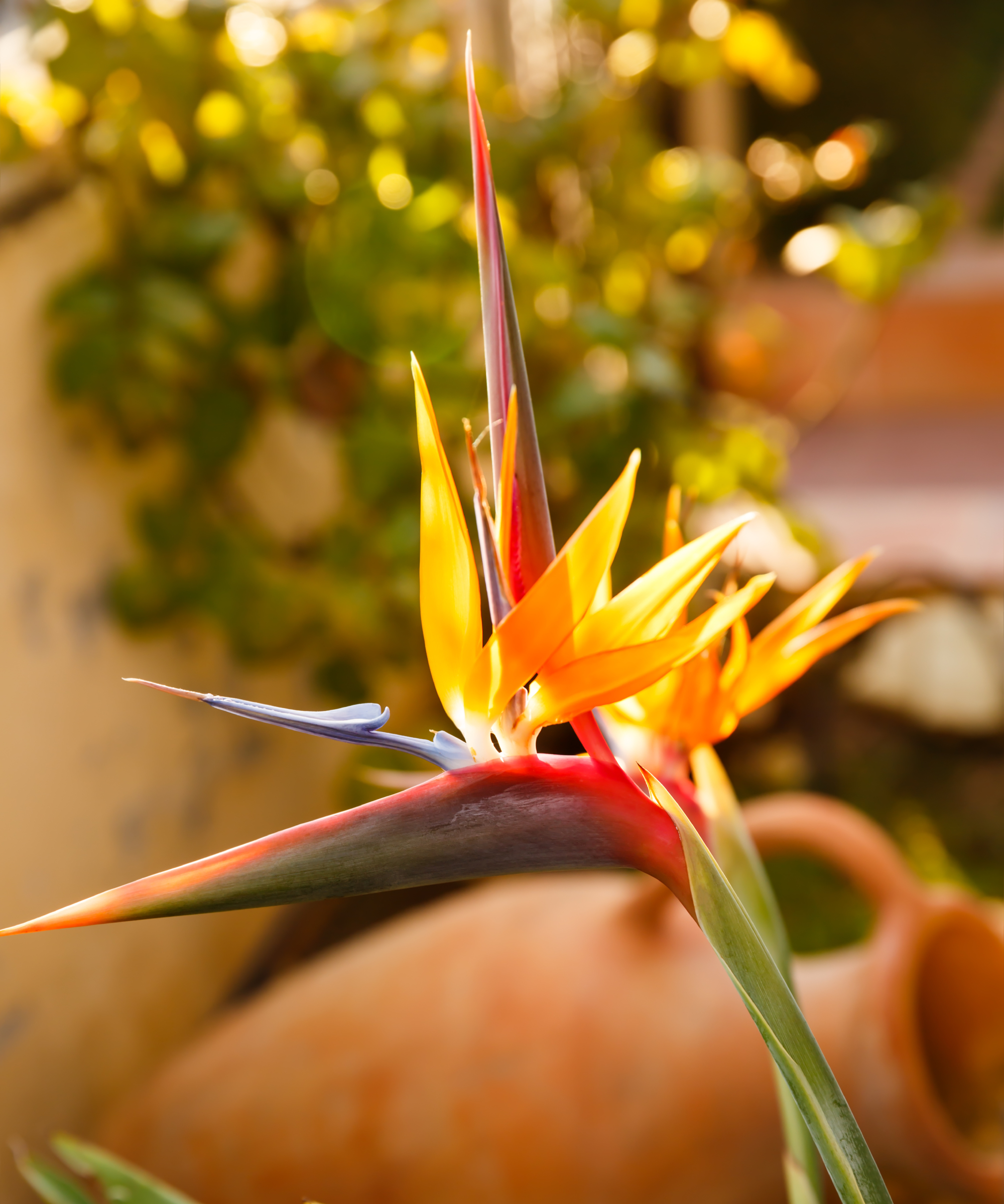 Strelitzia reginae or bird of paradise flower in the garden.