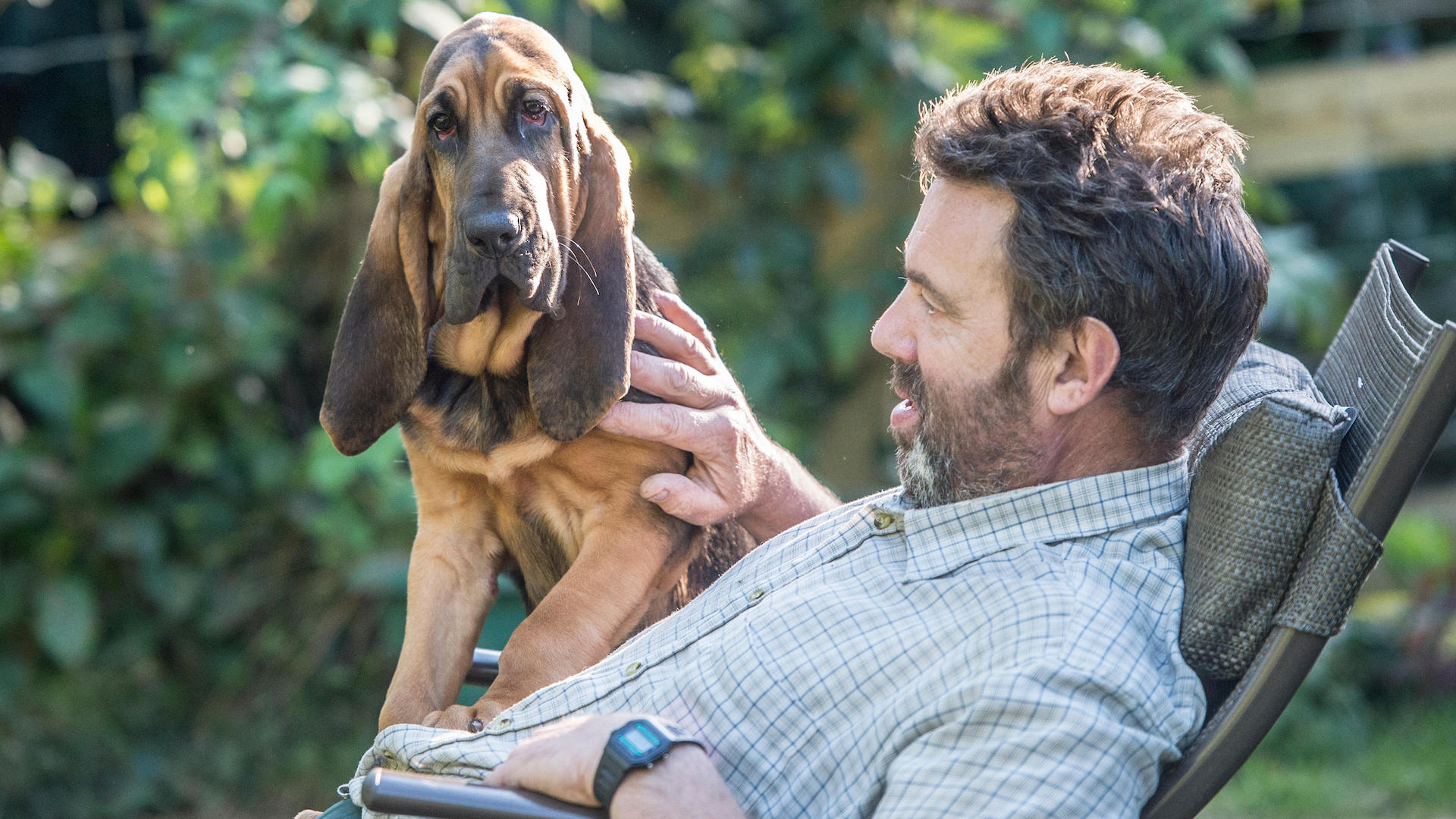 Bloodhound with male owner
