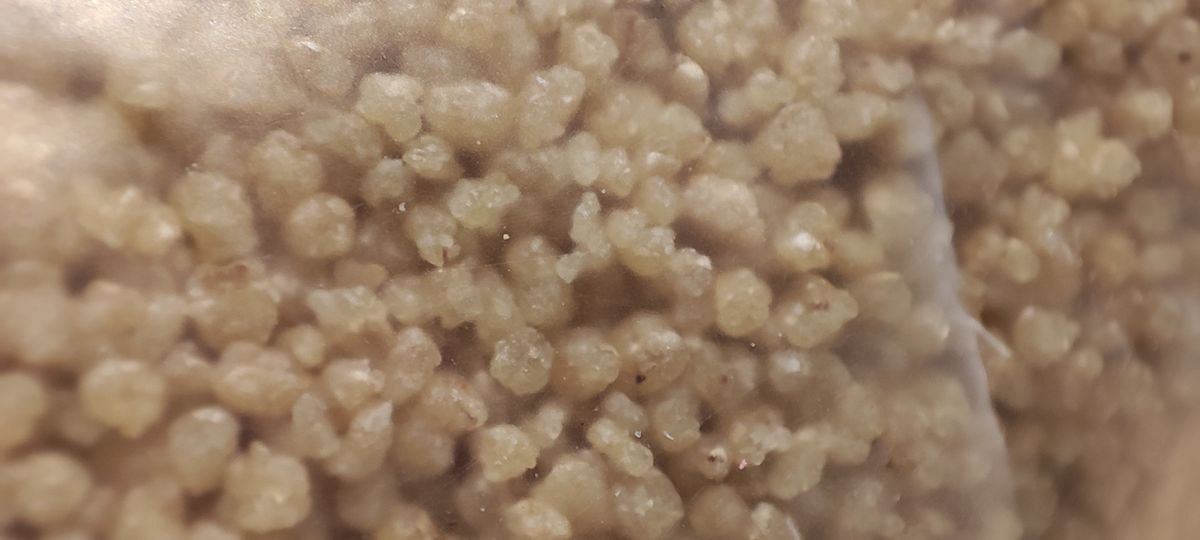 Xiaomi Mi 11 camera sample