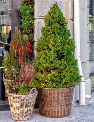 Dwarf Alberta spruce Christmas porch pot