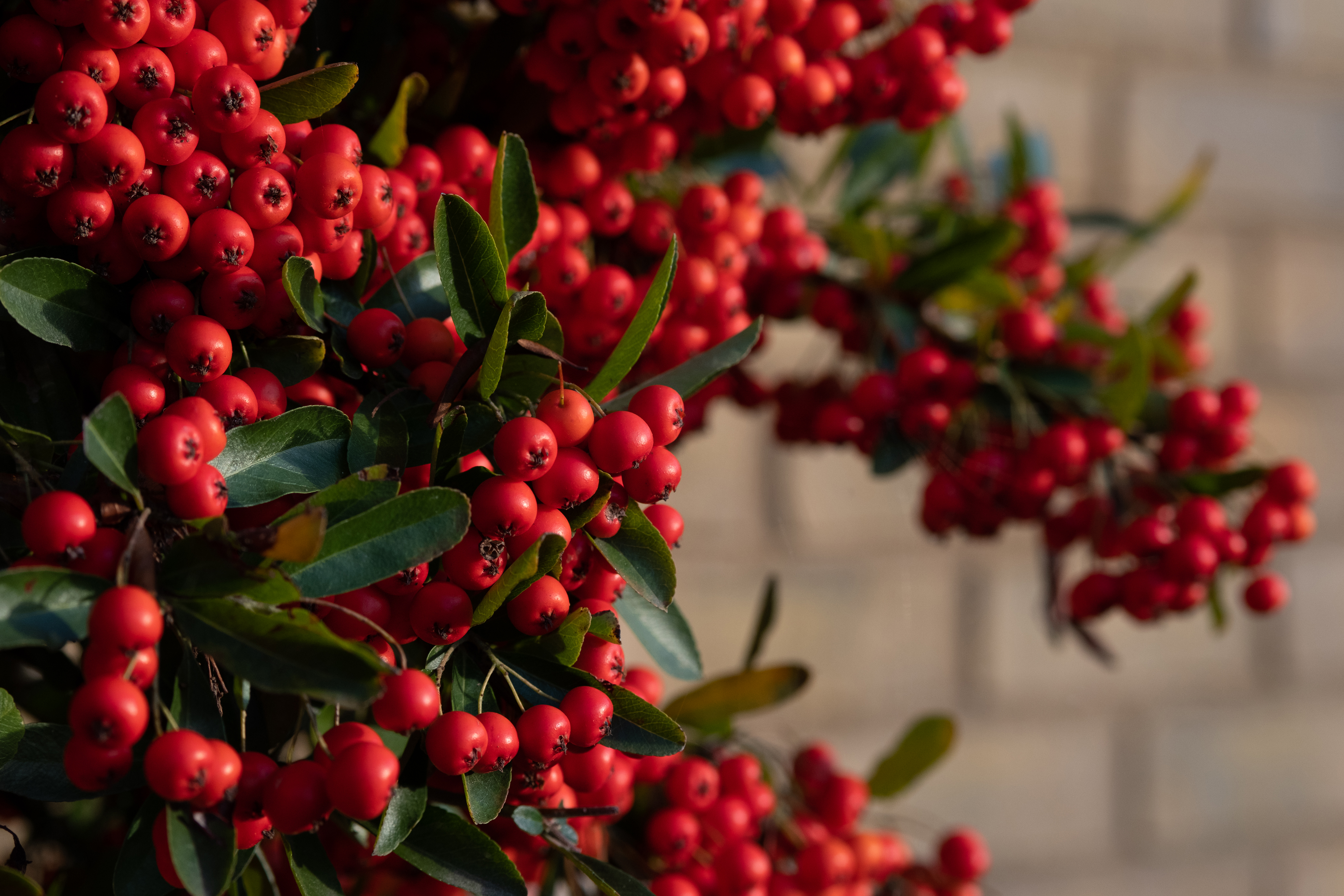 A collection of red berries in autumn light