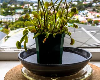 A Venus fly trap in a green plant pot positioned in a bowl of water on a windowsill