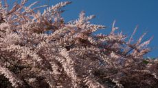 Pink tamarix flowers against a blue sky