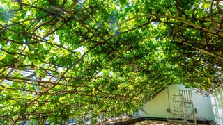 The Great Vine at Hampton Court