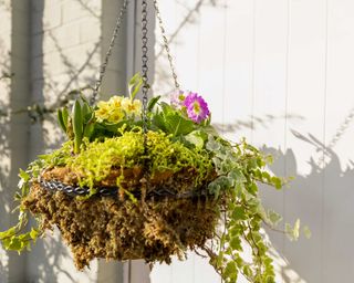 spring hanging basket from Dobbies