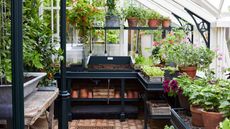 Alitex greenhouse interior with black benching and potted plants