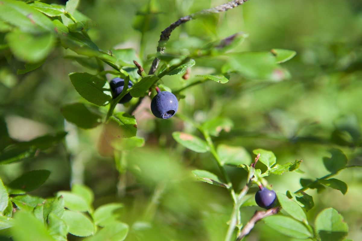 How To Make A Food Hedge: Growing Hedges Made Of Edible Plants ...