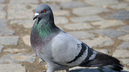 Pigeon