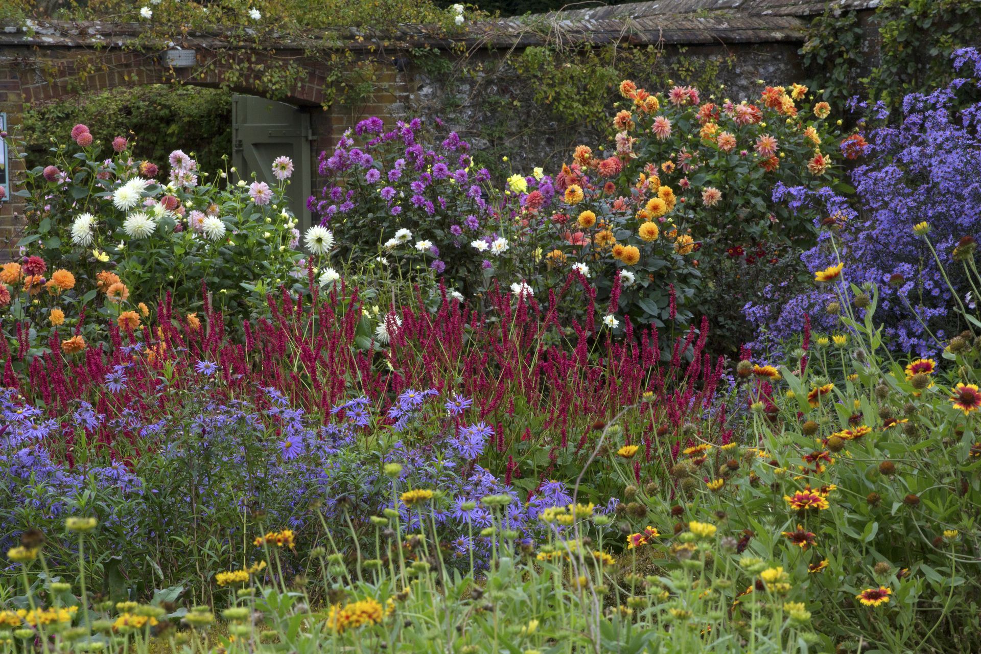 autumn plants in a colourful border