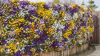 Plants for a flowering living wall