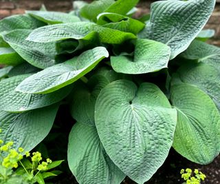 Close up of crinkly leafed hosta