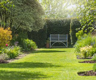 Garden hedge, lawn, seating, borders