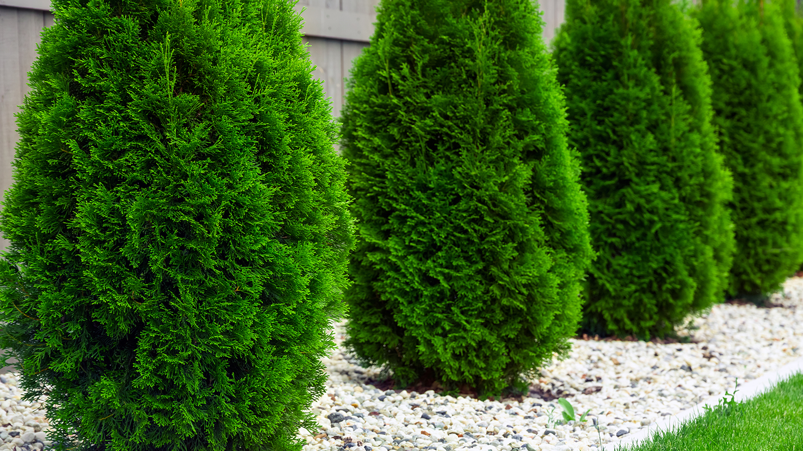 Arborvitae hedge