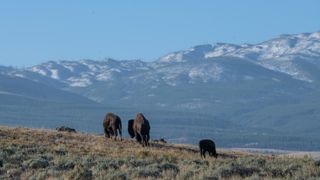 Bison grazing in Yellowstone