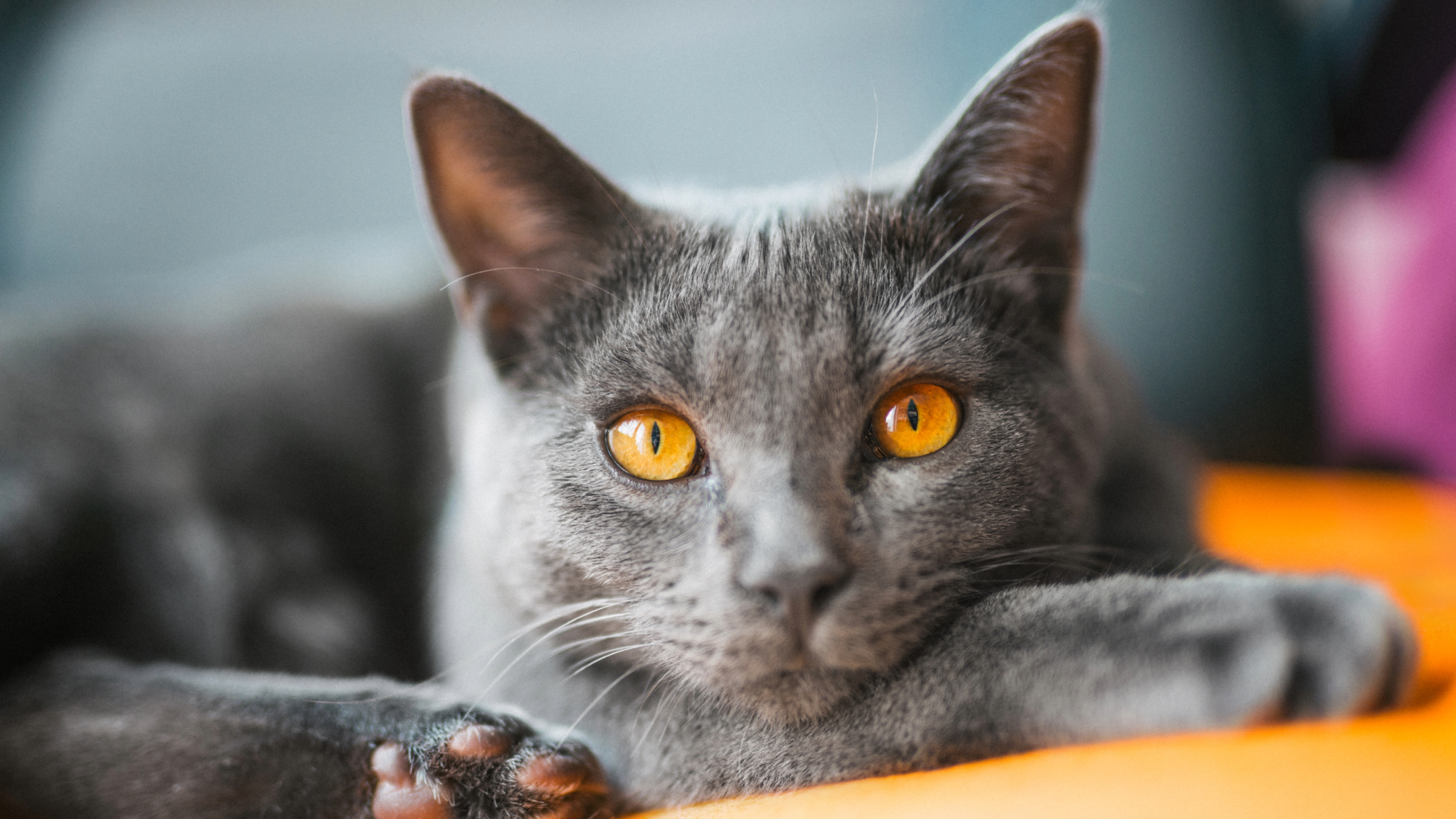 Chartreux