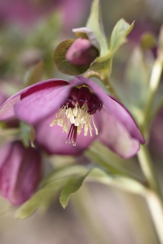 Hellebores - Christmas roses