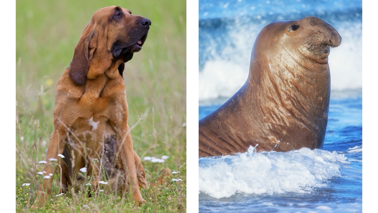 Side-by-side comparison of an elephant seal and a bloodhound, drawing attention to their distinctive noses, loose skin and noble profiles.