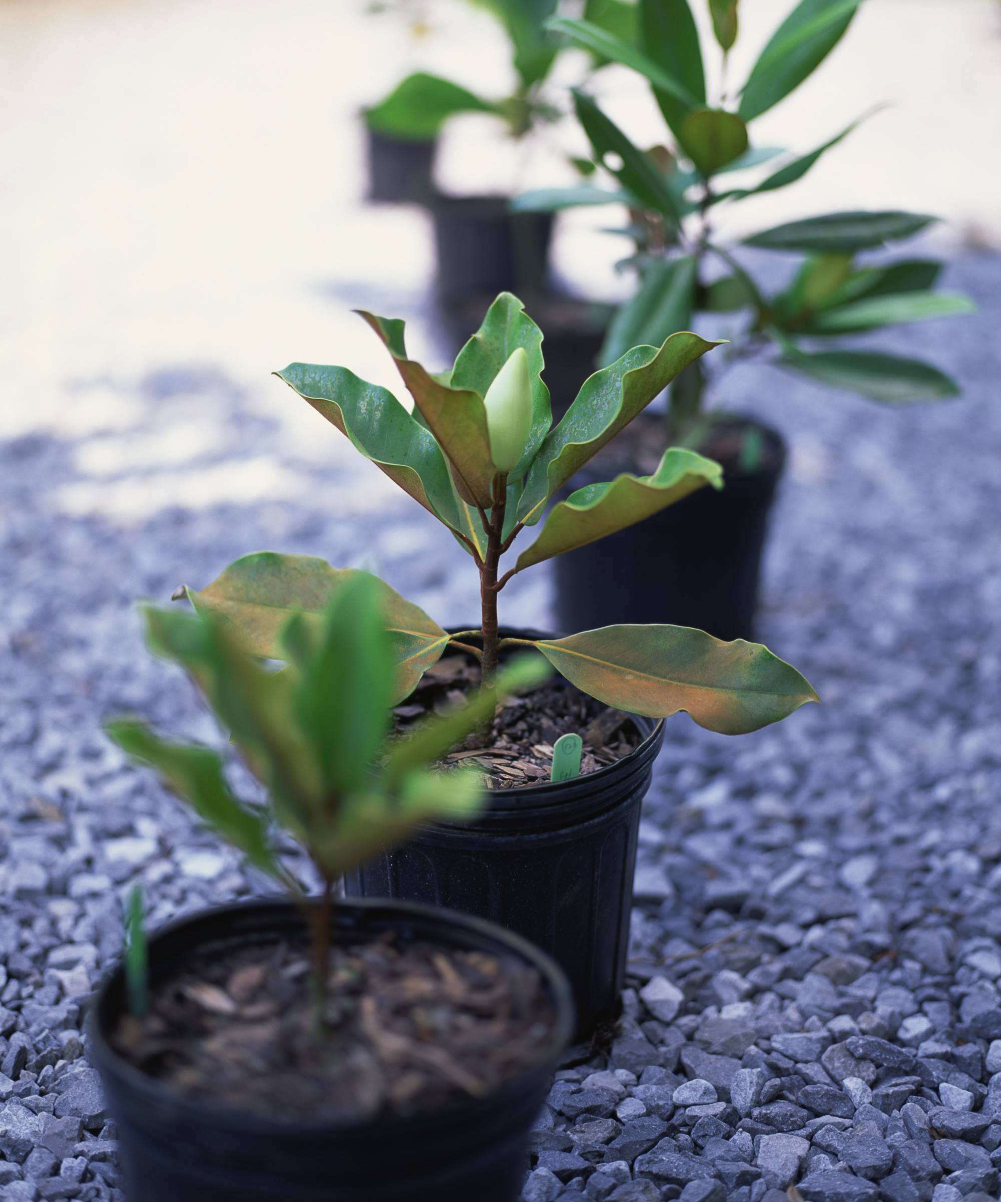 Potted magnolias