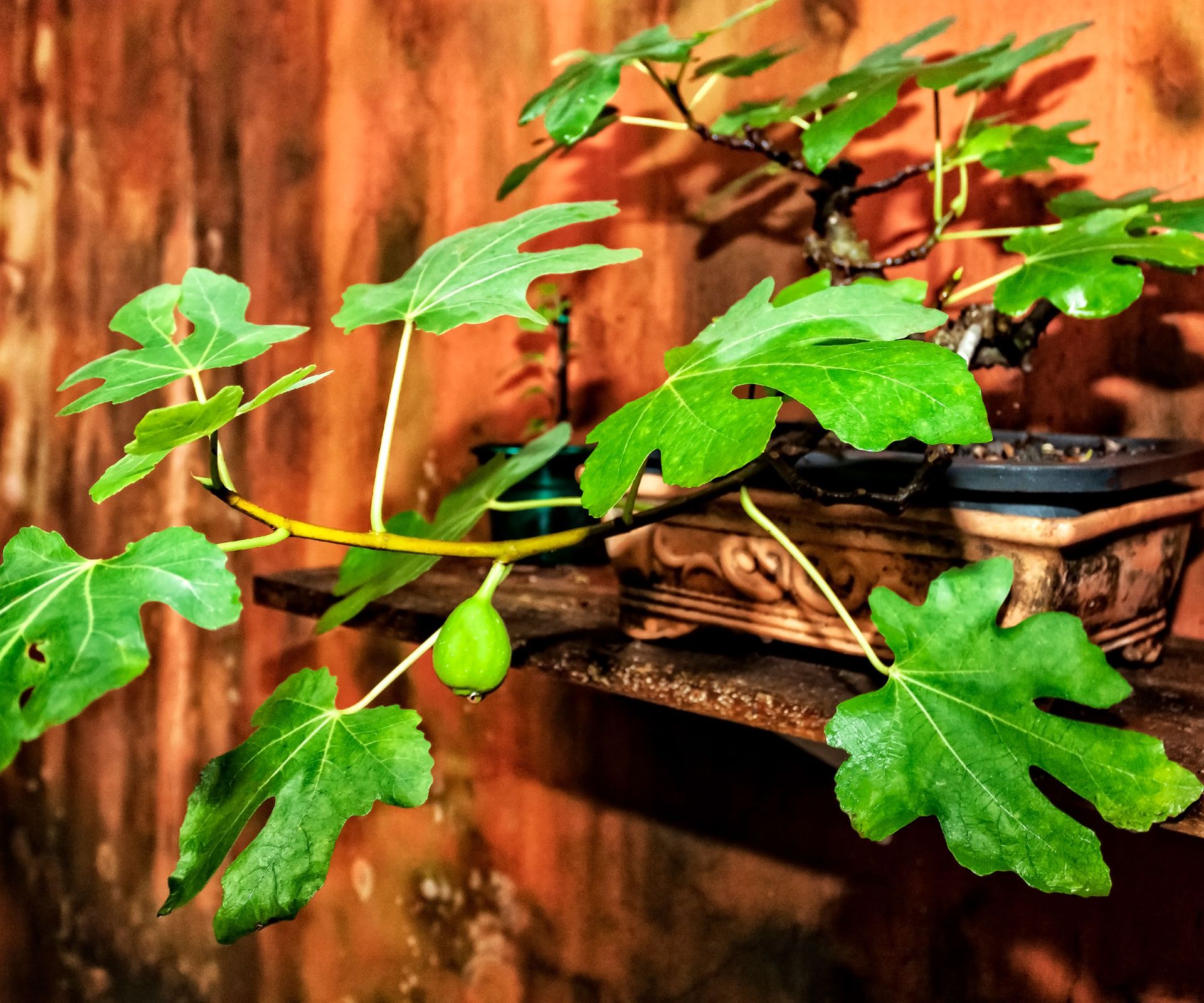 fig bonsai plant growing in container against brown wall