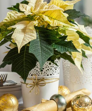 cream poinsettia with Christmas decor