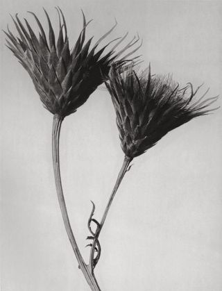 Plant portrait by Karl Blossfeldt.