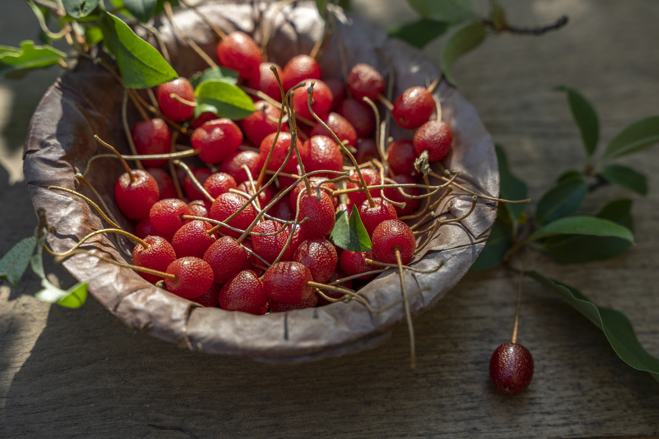 Autumn olives, aka Elaeagnus Umbellata.