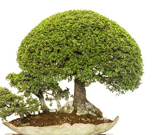 Chinese elm bonsai tree in a stone dish