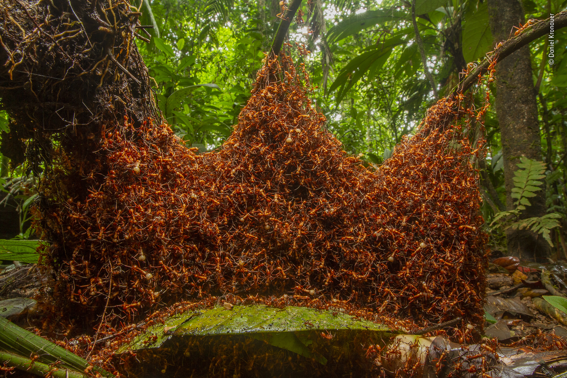 ©Daniel Kronauer / Wildlife Photographer of the Year