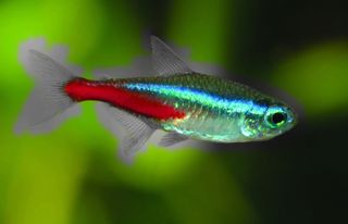 Pet Fish - Neon tetra