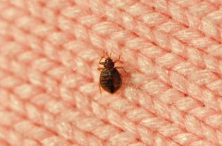 bed bug what do bed bugs looks like