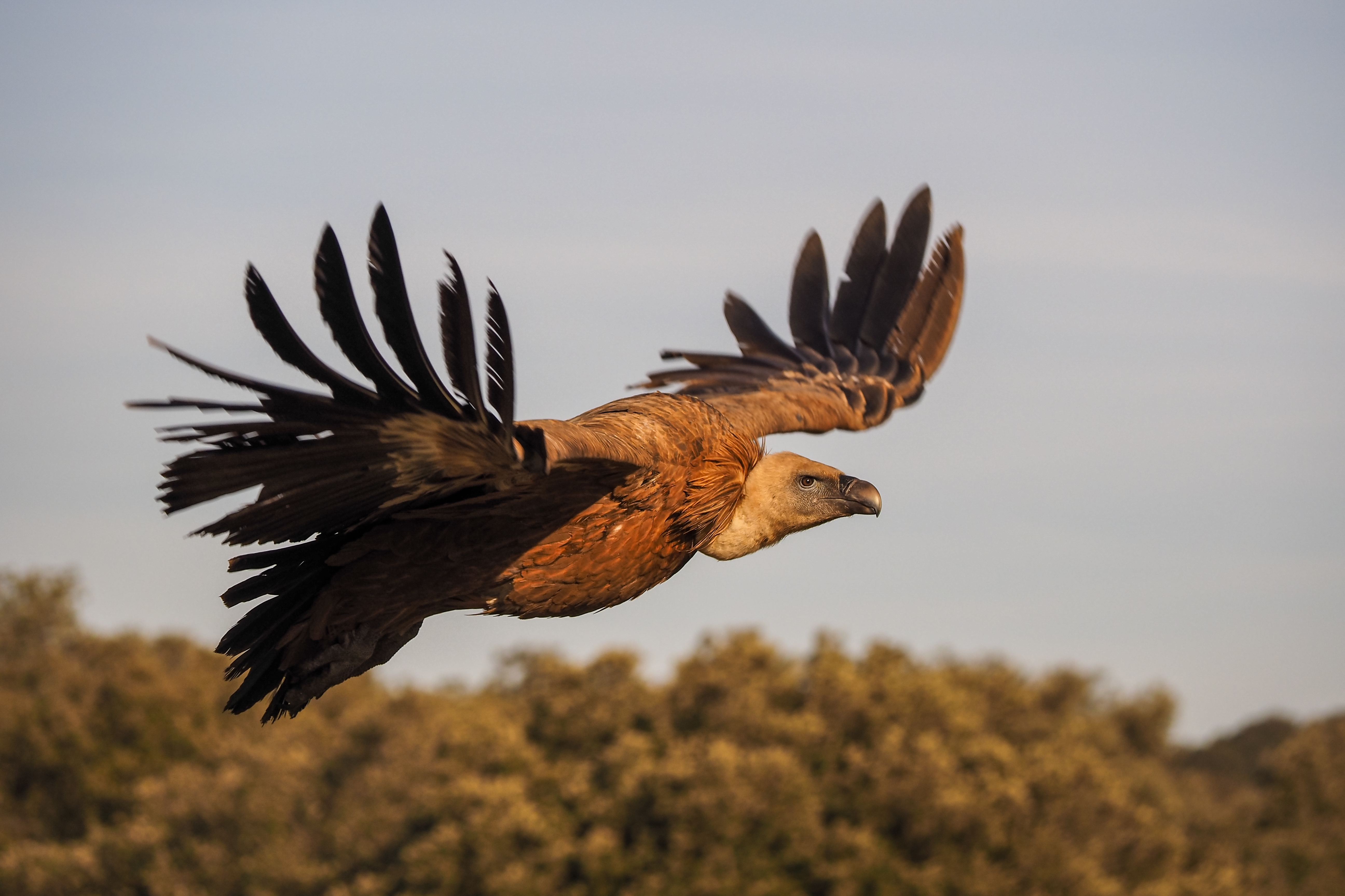 An eagle in flight