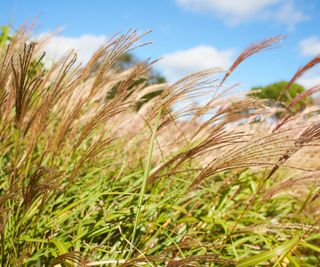 Miscanthus grass