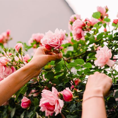 woman's hands pruning roses