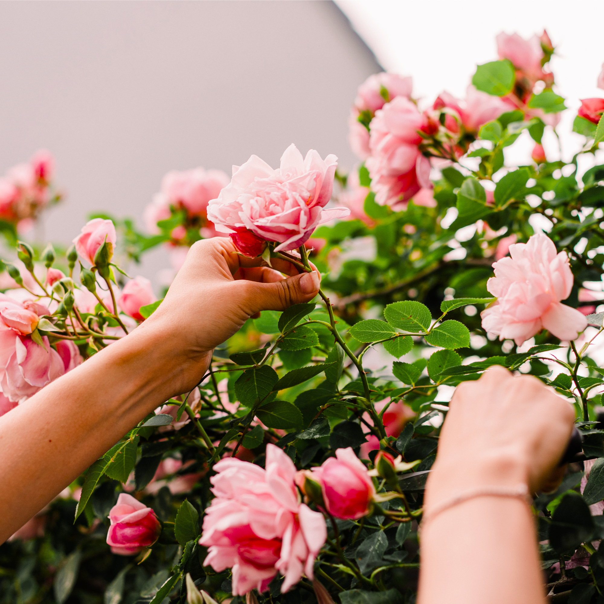 woman's hands pruning roses