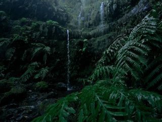 A OnePlus 10 Pro sample image of a rainforest scene