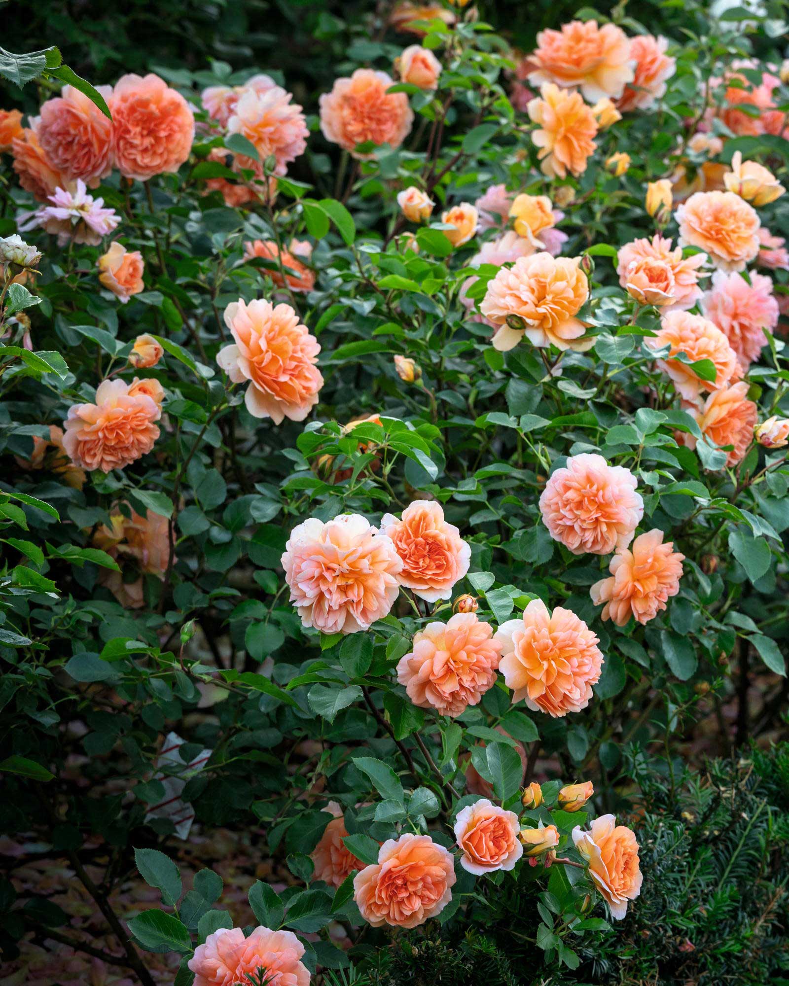 Judi Dench rose by David Austin Roses