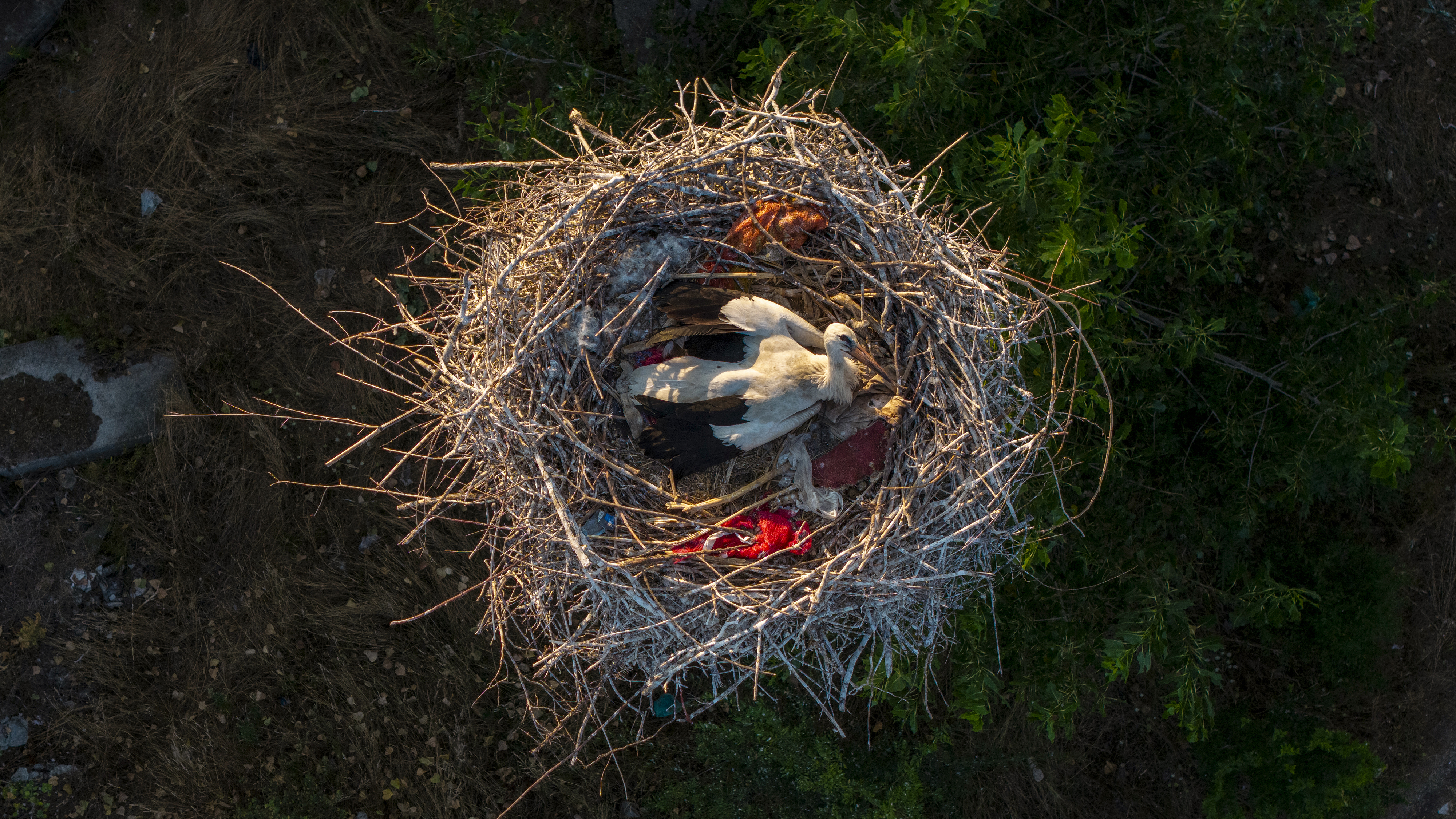 TOPSHOT - This photograph shows a white stork in a nest at the top of concrete pillars of an unfinished building on the outskirts of Novi Sad, Serbia, on August 8, 2026. The site is considered to be the largest urban colony of white storks in the Balkans and the second-largest white stork colony in Europe, according to Serbia's Bird Protection and Study Society. (Photo by Nenad MIHAJLOVIC / AFP via Getty Images)