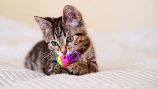 Kitten chewing on toy